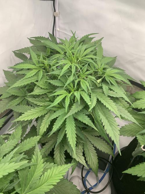 5.Grow neuer Test Lauf😅🏼. Week 4 - 2.11.-11:15 Z-Up