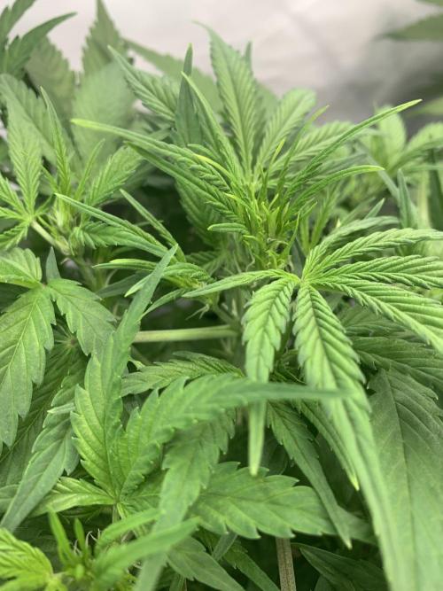 5.Grow neuer Test Lauf😅🏼. Week 4 - 2.11.-11:15 Z-Up