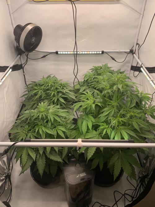 5.Grow neuer Test Lauf😅🏼. Week 5 - 2.11.-21:25