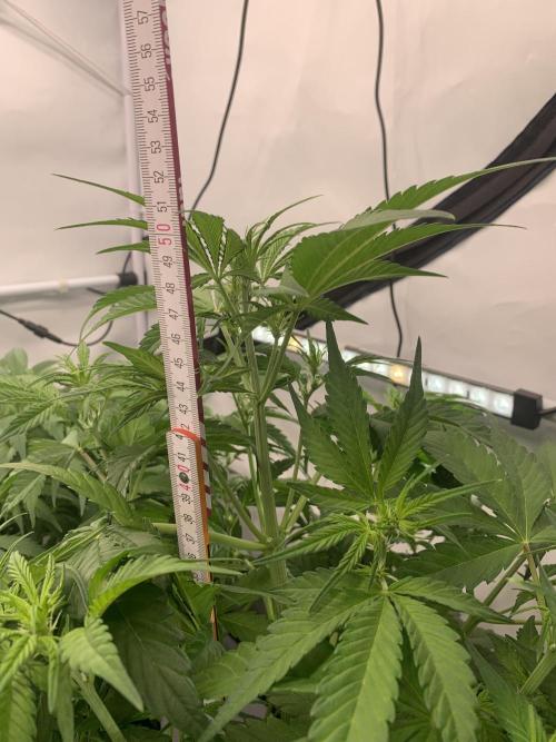 5.Grow neuer Test Lauf😅🏼. Week 5 - 2.11.-21:25 Papaya Cookies 