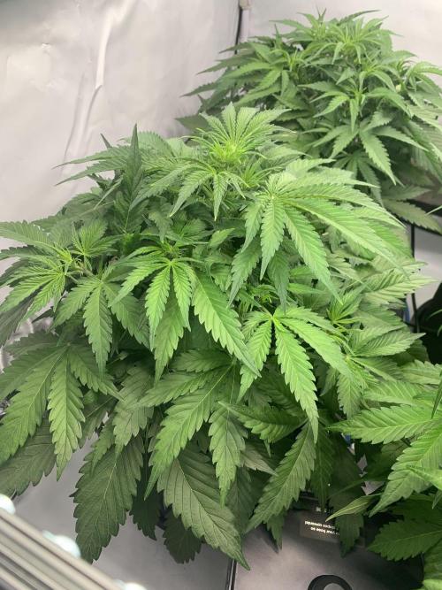 5.Grow neuer Test Lauf😅🏼. Week 5 - 2.11.-21:25 Z-Up