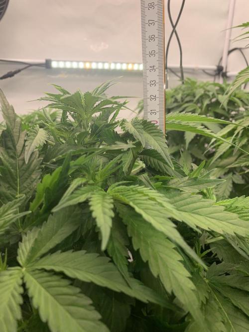 5.Grow neuer Test Lauf😅🏼. Week 5 - 2.11.-21:25 Z-Up