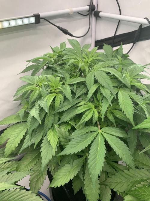 5.Grow neuer Test Lauf😅🏼. Week 5 - 2.11.-21:25 Frost Banger