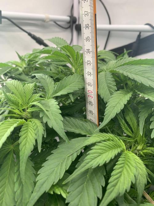 5.Grow neuer Test Lauf😅🏼. Week 5 - 2.11.-21:25 Frost Banger