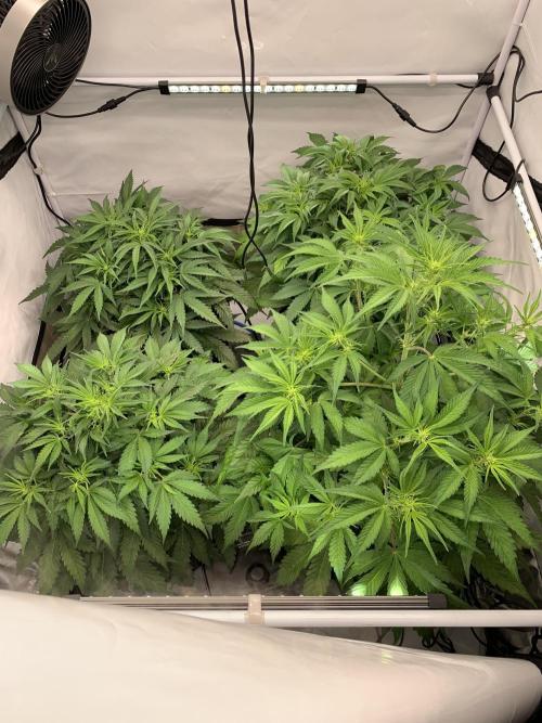 5.Grow neuer Test Lauf😅🏼. Week 5 - 4.11.-23:45