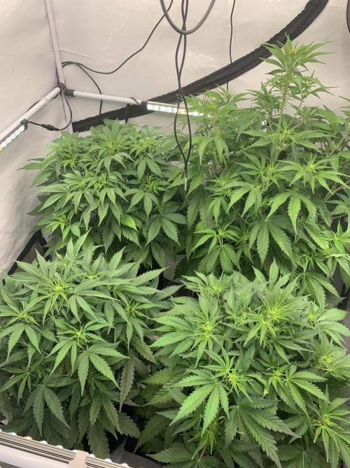 5.Grow neuer Test Lauf😅🏼. Week 5 - 5.11.-22:35