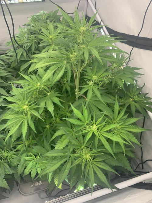 5.Grow neuer Test Lauf😅🏼. Week 5 - 6.11.-23:45 Papaya Cookies 