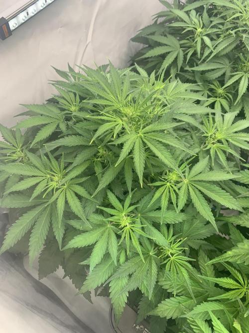 5.Grow neuer Test Lauf😅🏼. Week 5 - 6.11.-23:45 Z-Up