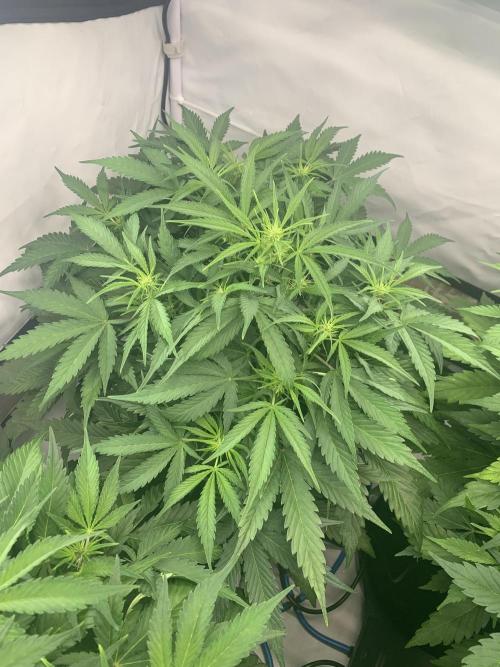 5.Grow neuer Test Lauf😅🏼. Week 5 - 6.11.-23:45 Z-Up