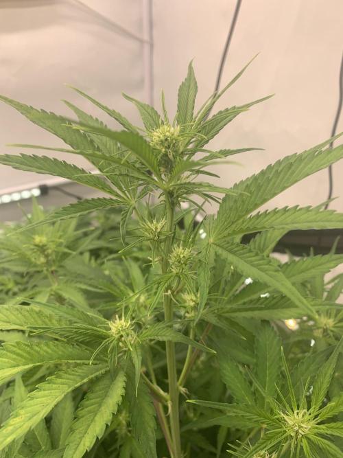 5.Grow neuer Test Lauf😅🏼. Week 5 - 7.11.-23:00 Papaya Cookies 