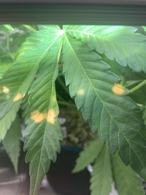 5.Grow neuer Test Lauf😅🏼. Week 5 - 7.11.-23:00 Papaya Cookies 