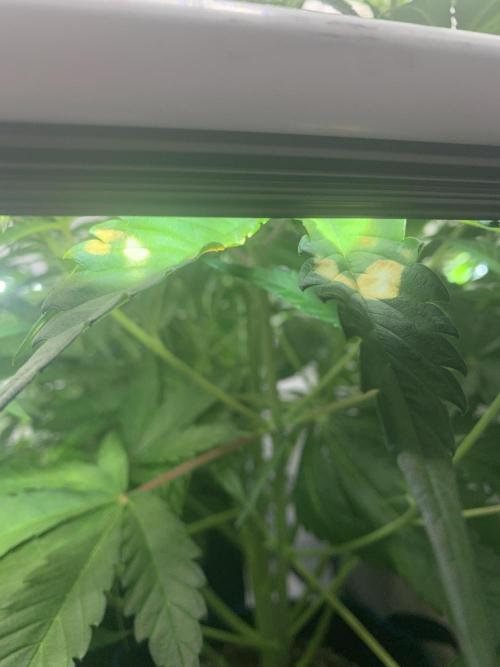 5.Grow neuer Test Lauf😅🏼. Week 5 - 7.11.-23:00 Papaya Cookies 