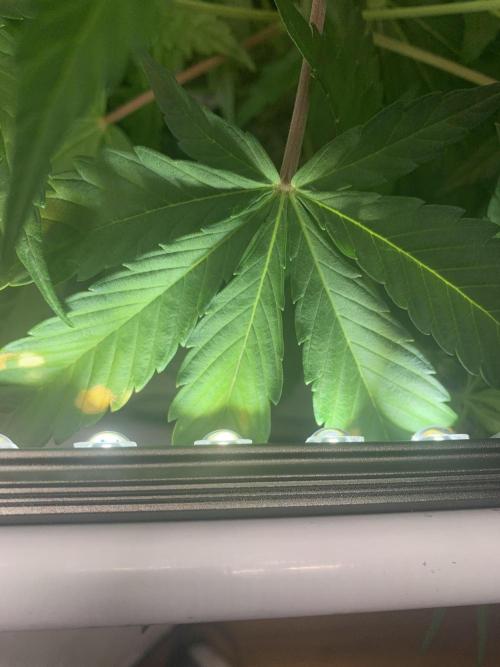 5.Grow neuer Test Lauf😅🏼. Week 5 - 7.11.-23:00 Papaya Cookies 