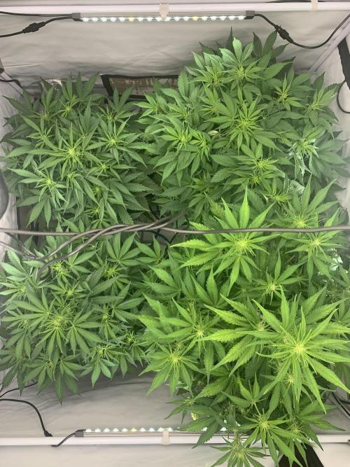 5.Grow neuer Test Lauf😅🏼. Week 5 - 7.11.-23:00