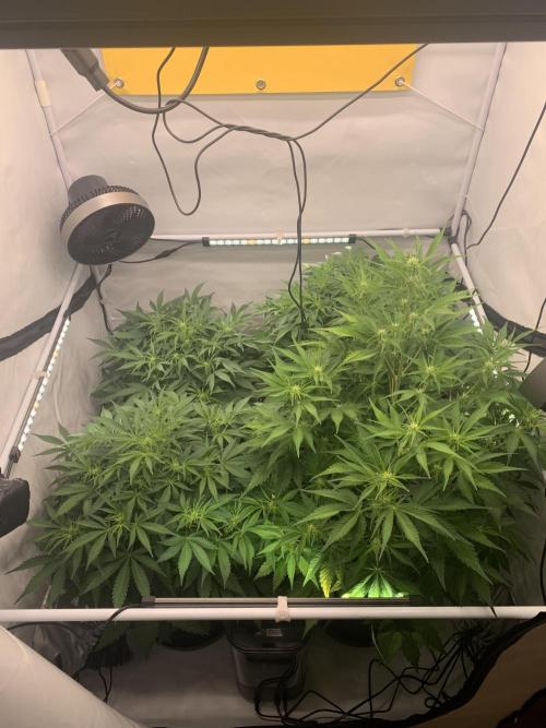 5.Grow neuer Test Lauf😅🏼. Week 5 - 8.11.-21:35