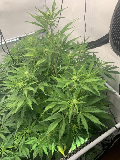 5.Grow neuer Test Lauf😅🏼. Week 5 - 8.11.-21:35 Papaya Cookies 