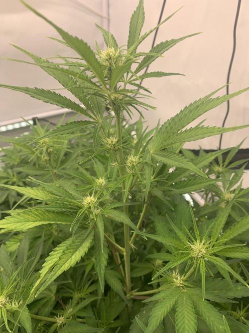 5.Grow neuer Test Lauf😅🏼. Week 5 - 8.11.-21:35 Papaya Cookies 