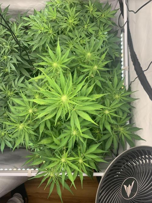 5.Grow neuer Test Lauf😅🏼. Week 5 - 8.11.-21:35 Papaya Cookies 