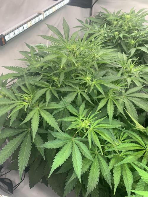 5.Grow neuer Test Lauf😅🏼. Week 5 - 8.11.-21:35 Z-Up