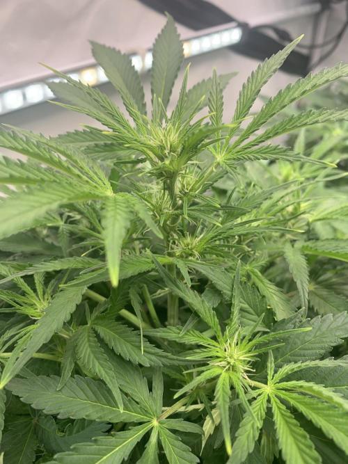 5.Grow neuer Test Lauf😅🏼. Week 5 - 8.11.-21:35 Z-Up