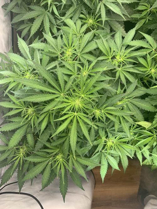 5.Grow neuer Test Lauf😅🏼. Week 5 - 8.11.-21:35 Z-Up