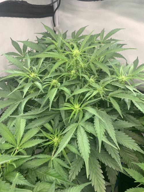 5.Grow neuer Test Lauf😅🏼. Week 5 - 8.11.-21:35 Z-Up