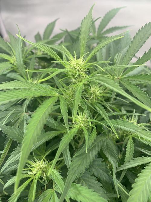 5.Grow neuer Test Lauf😅🏼. Week 5 - 8.11.-21:35 Z-Up