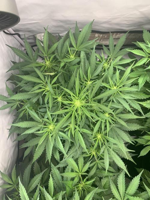 5.Grow neuer Test Lauf😅🏼. Week 5 - 8.11.-21:35 Z-Up