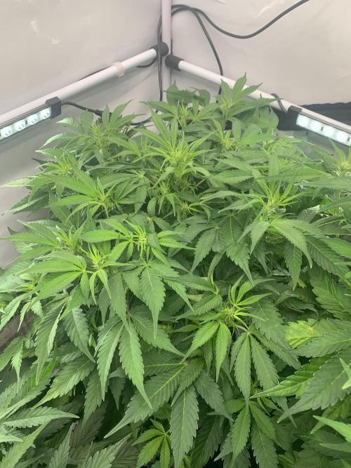 5.Grow neuer Test Lauf😅🏼. Week 5 - 8.11.-21:35 Frost Banger 