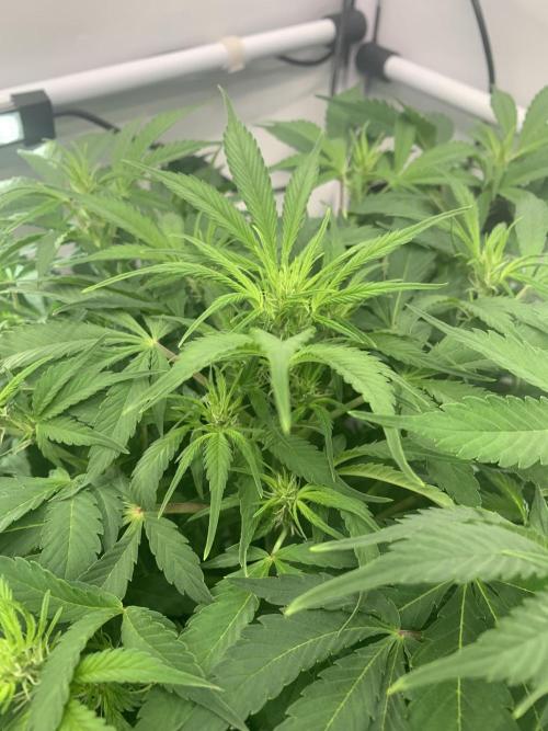 5.Grow neuer Test Lauf😅🏼. Week 5 - 8.11.-21:35 Frost Banger 