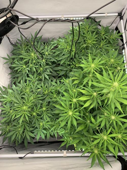 5.Grow neuer Test Lauf😅🏼. Week 6 - 9.11.-21:30