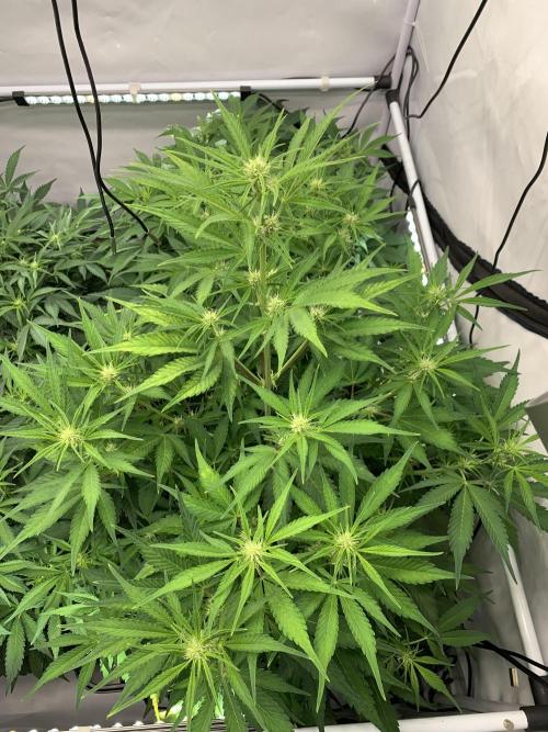 5.Grow neuer Test Lauf😅🏼. Week 6 - 9.11.-21:30 Papaya Cookies 