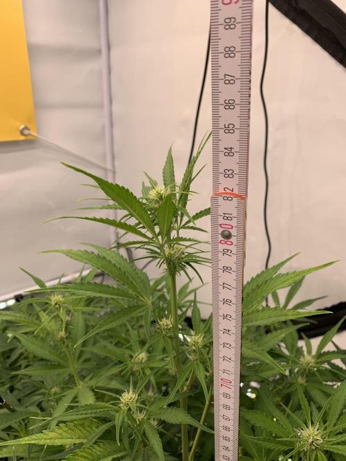 5.Grow neuer Test Lauf😅🏼. Week 6 - 9.11.-21:30 Papaya Cookies 