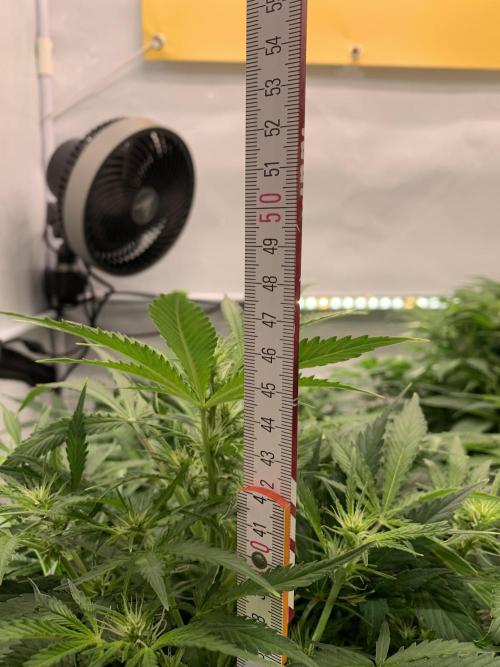 5.Grow neuer Test Lauf😅🏼. Week 6 - 9.11.-21:30 Z-Up 