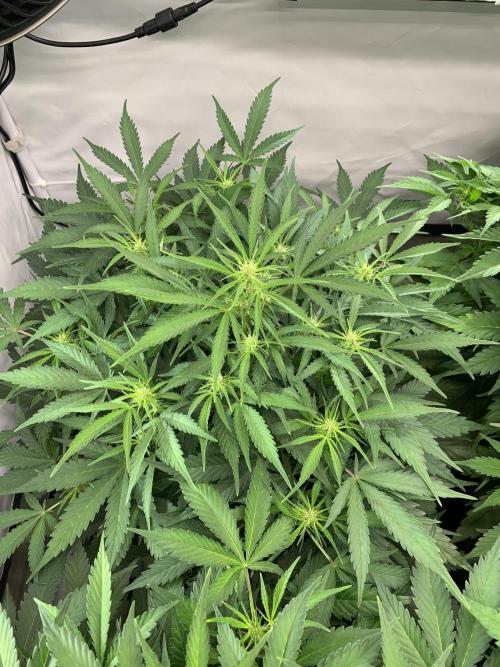 5.Grow neuer Test Lauf😅🏼. Week 6 - 9.11.-21:30 Z-Up 