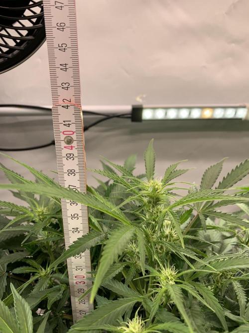 5.Grow neuer Test Lauf😅🏼. Week 6 - 9.11.-21:30 Z-Up 