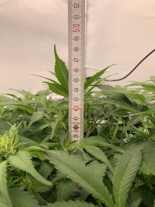 5.Grow neuer Test Lauf😅🏼. Week 6 - 9.11.-21:30 Frost Banger