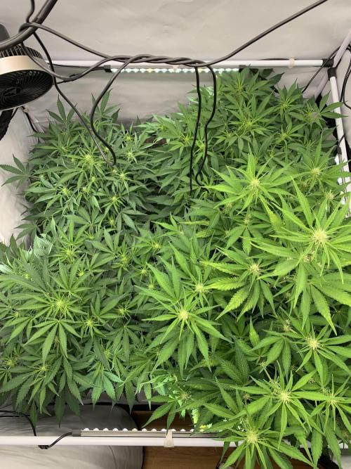 5.Grow neuer Test Lauf😅🏼. Week 6 - 10.11.-22:00