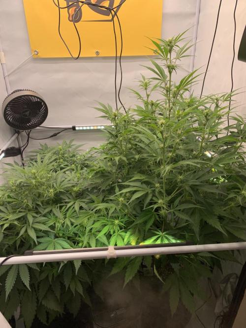 5.Grow neuer Test Lauf😅🏼. Week 6 - 10.11.-22:00