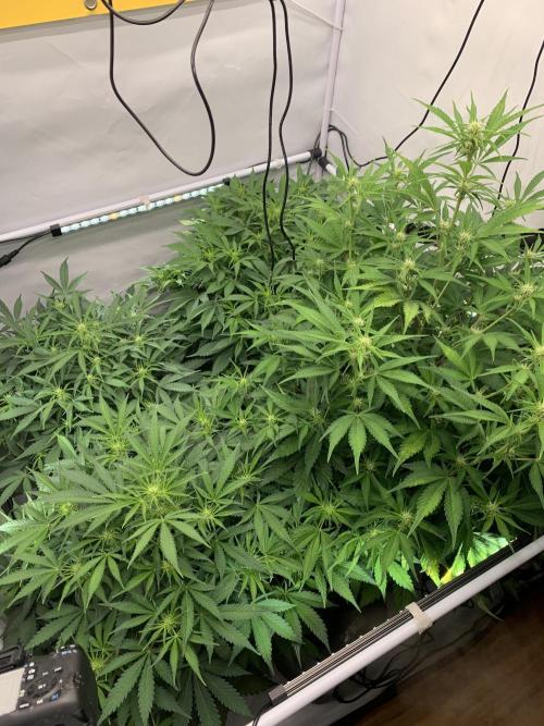 5.Grow neuer Test Lauf😅🏼. Week 6 - 10.11.-22:00