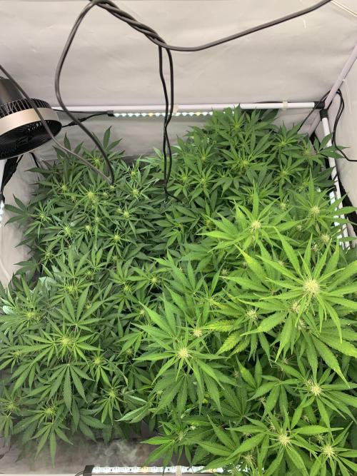 5.Grow neuer Test Lauf😅🏼. Week 6 - 11.11.-23:55