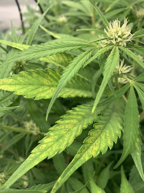 5.Grow neuer Test Lauf😅🏼. Week 6 - 11.11.-23:55 Papaya Cookies pH Problems?!