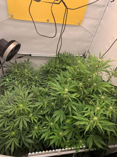 5.Grow neuer Test Lauf😅🏼. Week 6 - 12.11.-23:40