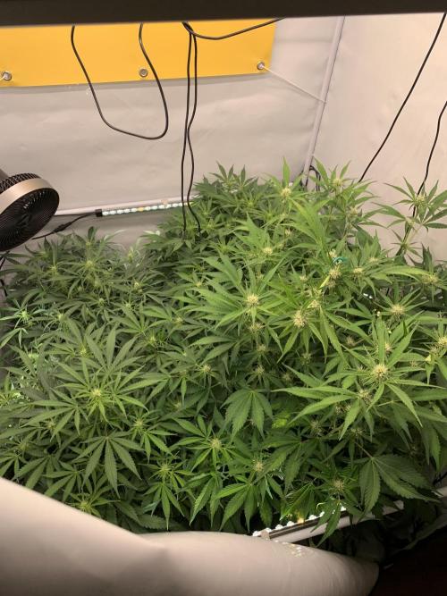 5.Grow neuer Test Lauf😅🏼. Week 6 - 13.11.-23:50