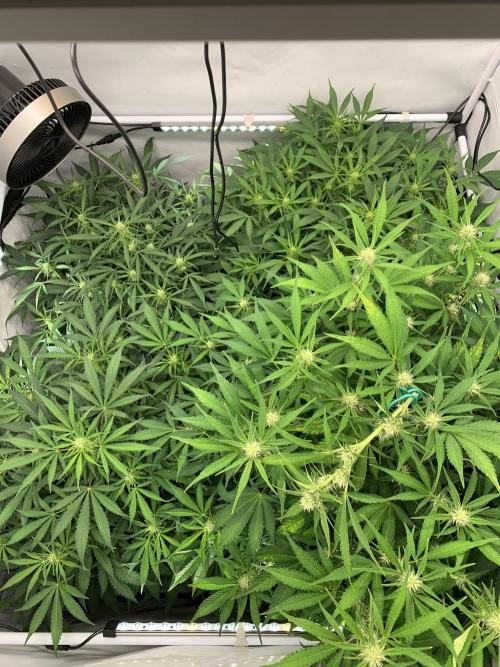 5.Grow neuer Test Lauf😅🏼. Week 6 - 13.11.-23:50