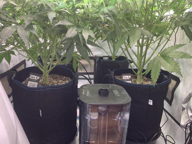 5.Grow neuer Test Lauf😅🏼. Week 6 - 14.11.-11:00