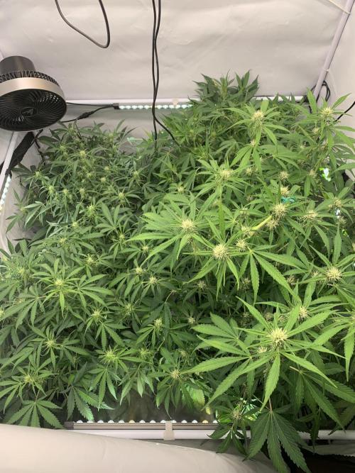 5.Grow neuer Test Lauf😅🏼. Week 6 - 14.11.-11:00