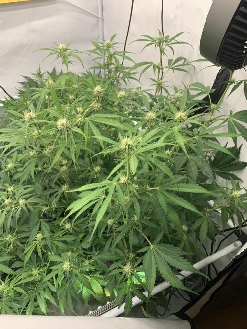 5.Grow neuer Test Lauf😅🏼. Week 6 - 14.11.-11:00 Papaya Cookies 