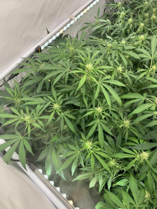 5.Grow neuer Test Lauf😅🏼. Week 6 - 14.11.-11:00 Z-Up