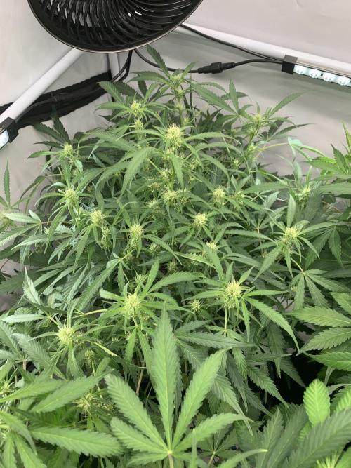 5.Grow neuer Test Lauf😅🏼. Week 6 - 14.11.-11:00 Z-Up